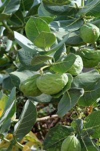 Calotropis procera