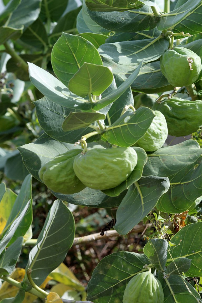 Calotropis procera