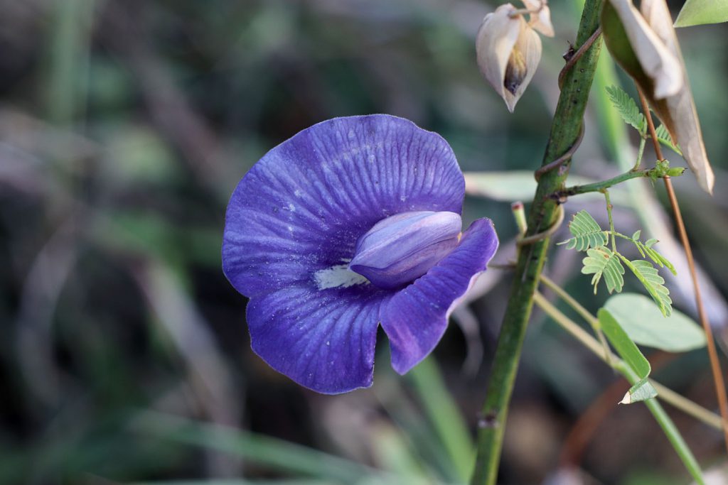 Centrosema brasilianum