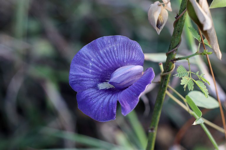 Centrosema brasilianum