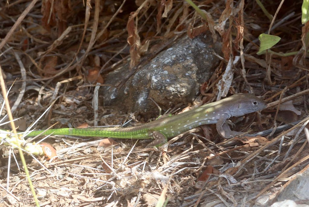 Cnemidophorus lemniscatus