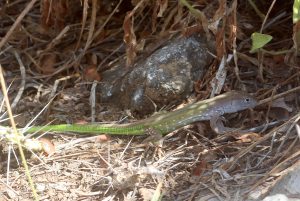 Cnemidophorus lemniscatus