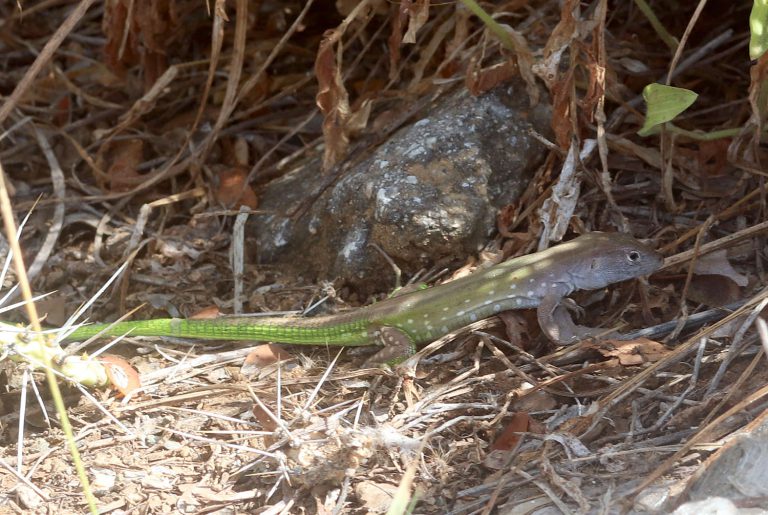 Cnemidophorus lemniscatus