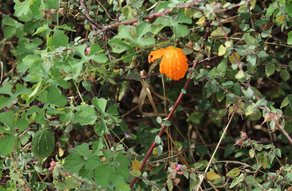 Momordica charantia