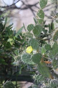 Opuntia caracassana