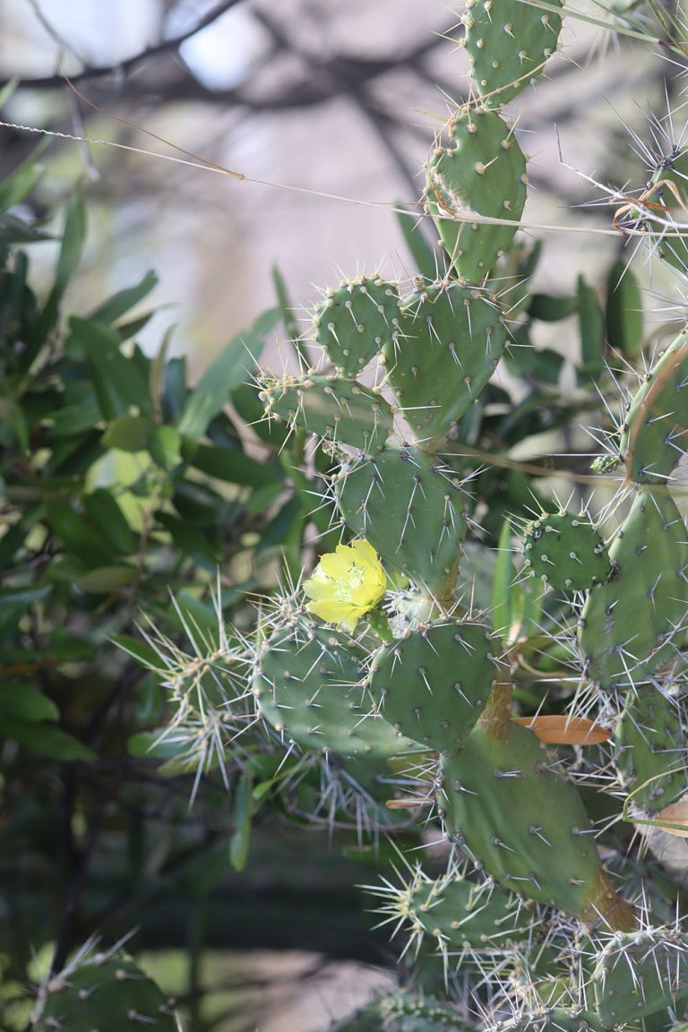 Opuntia caracassana