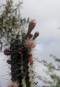 Stenocereus griseus