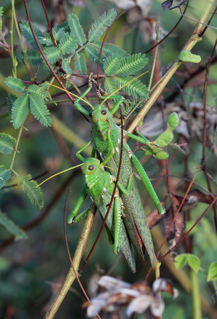 Tropidacris collaris