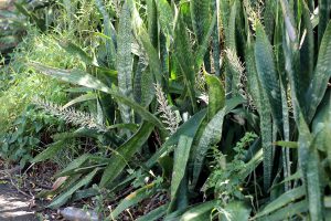 Dracaena trifasciata