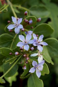 Guaiacum officinale
