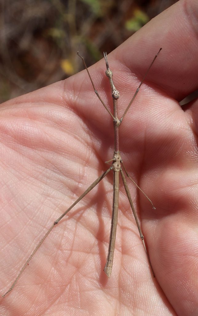 Proscopiidae