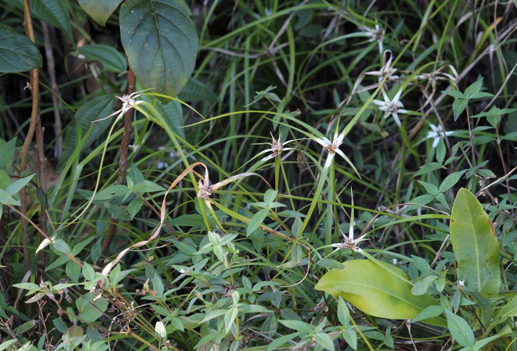 Rhynchospora nervosa