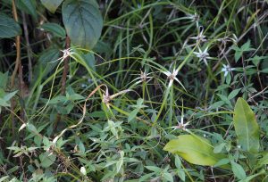 Rhynchospora nervosa
