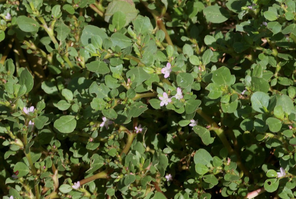 Trianthema portulacastrum