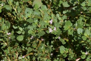 Trianthema portulacastrum