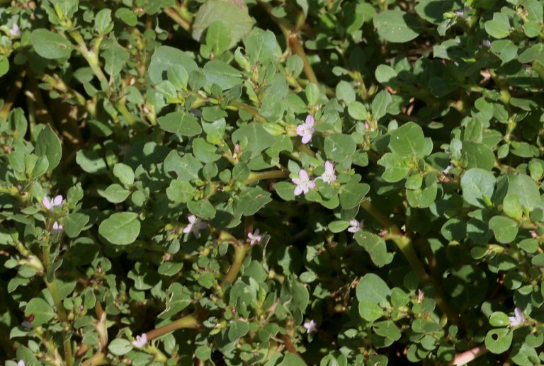 Trianthema portulacastrum