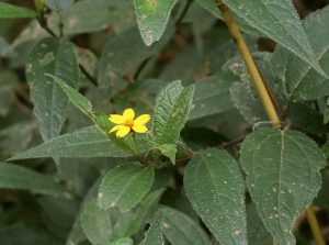Wedelia calycina
