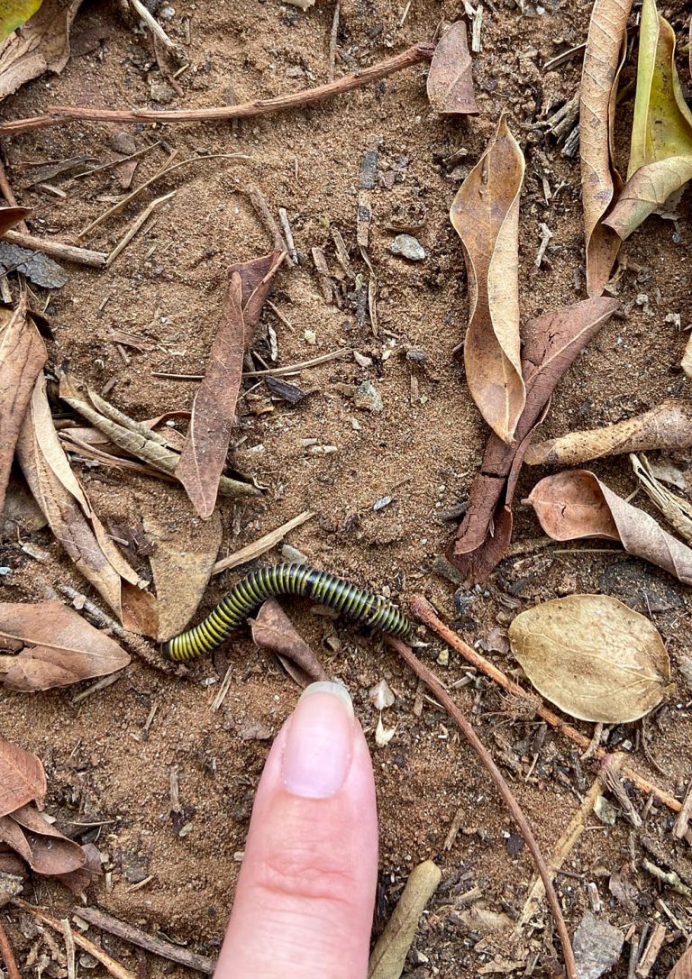 Anadenobolus monilicornis