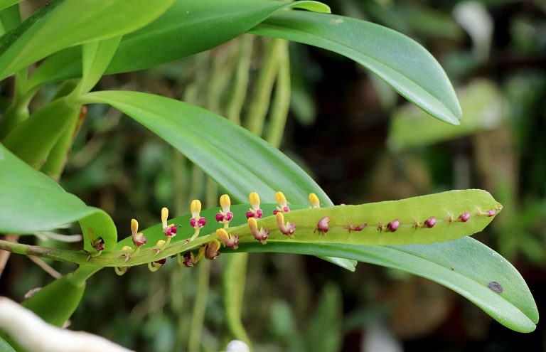 Bulbophyllum falcatum