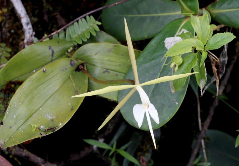 Epidendrum nocturnum