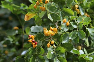 Guaiacum officinale