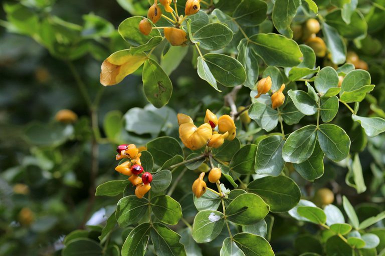 Guaiacum officinale