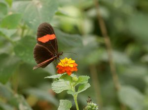 Heliconius melpomene melpomene