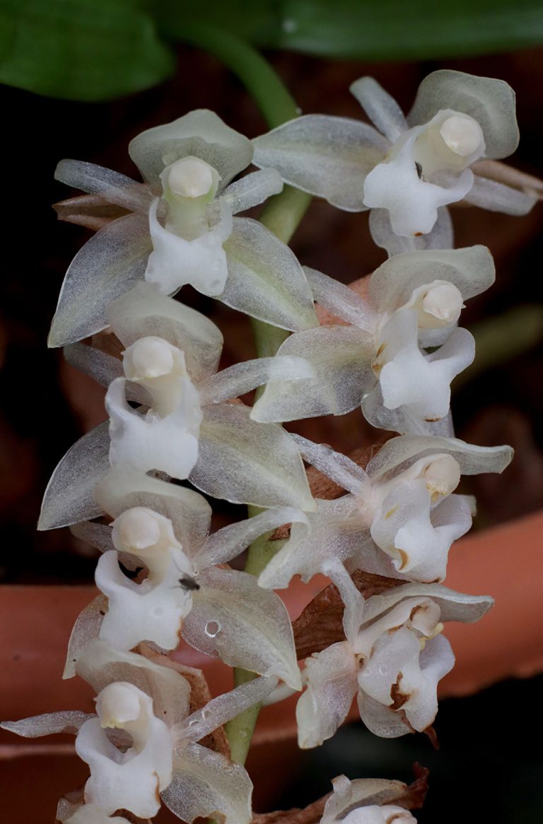 Pholidota chinensis