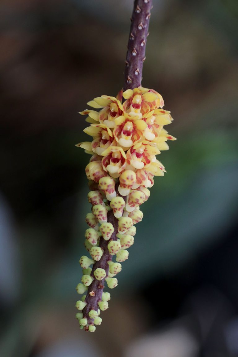 Pomatocalpa spicatum