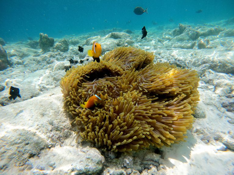 Amphiprion nigripes