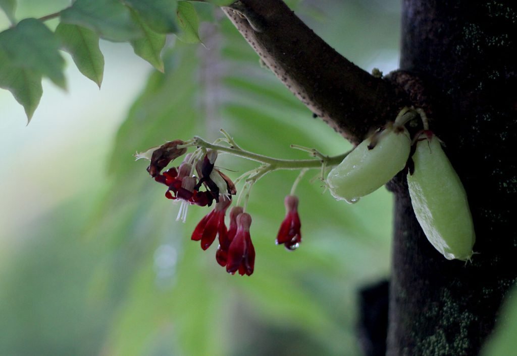 Averrhoa bilimbi