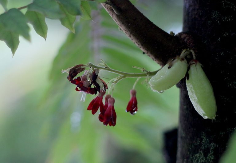 Averrhoa bilimbi