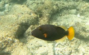 Balistapus undulatus