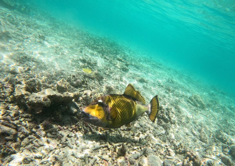 Balistoides viridescens