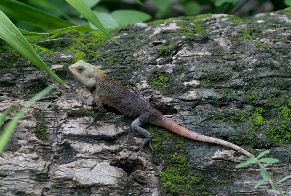Calotes versicolor