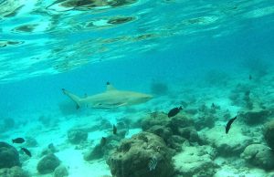 Carcharhinus melanopterus