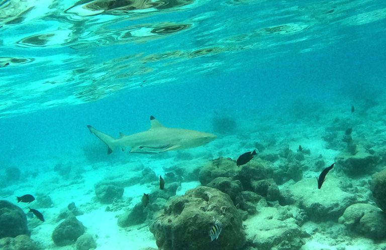 Carcharhinus melanopterus