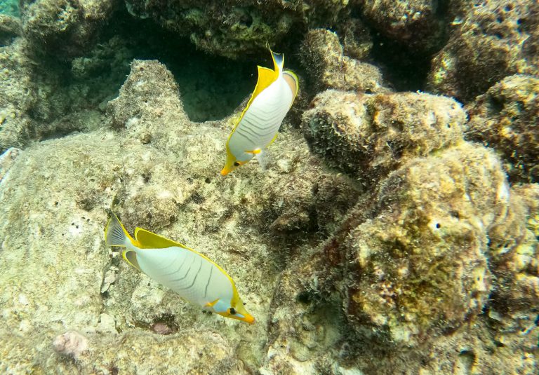 Chaetodon xanthocephalus