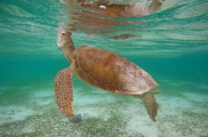 Chelonia mydas