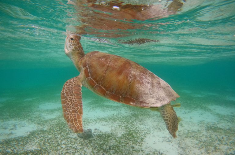 Chelonia mydas