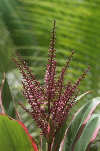 Cordyline sp