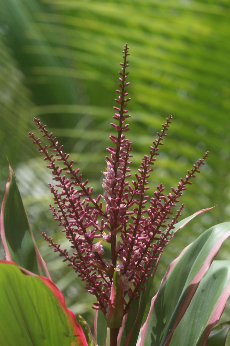 Cordyline sp