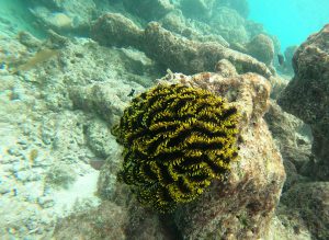 Crinoid