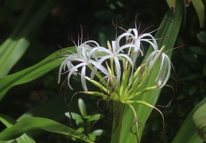 Crinum asiaticum