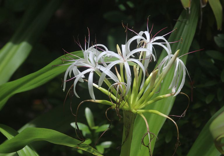 Crinum asiaticum