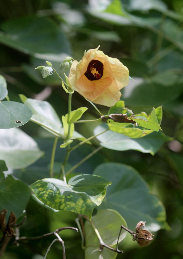 Hibiscus tiliaceus