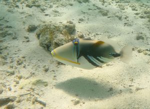 Rhinecanthus aculeatus