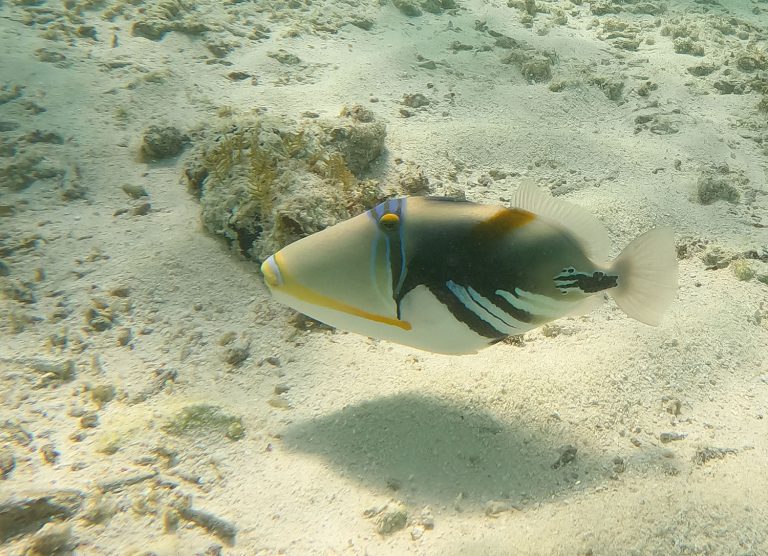 Rhinecanthus aculeatus