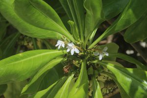 Scaevola taccada