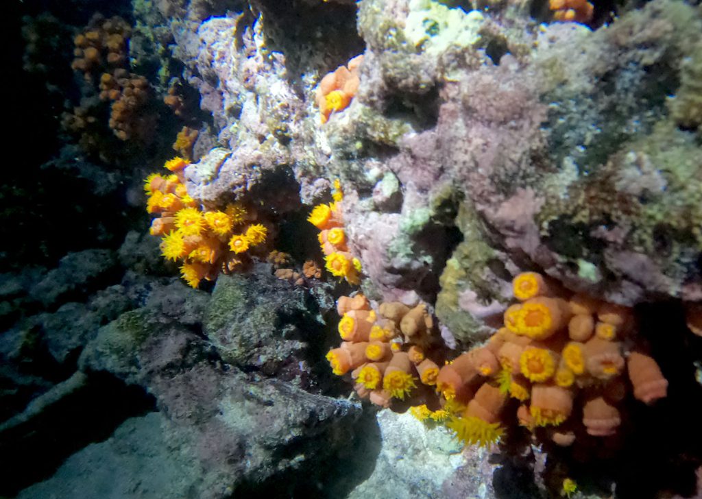 Tubastraea sp